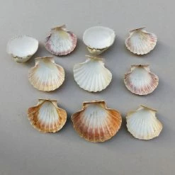 Vendora Κοχυλια. -vendora shop 015d3091e7f0a8541019b3fc1a12b4d62c4d210c xl