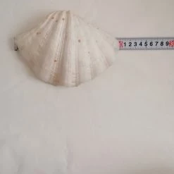 Vendora ΚΟΧΥΛΙΑ Large Horse Hoof Clam Shell One Side Hippopus Hippopus Unique Rare -vendora shop 01960d6ed30a4ebfc4f62417e501b745372f459d xl