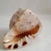 Vendora ΚΟΧΥΛΙΑ Natural Big Sea Shells Snail Wanbao Conch Helmet Shell 1 Vendora ΚΟΧΥΛΙΑ Natural Big Sea Shells Snail Wanbao Conch Helmet Shell -vendora shop 01b106a426e29c705aa835049776b5c06674d484 xl