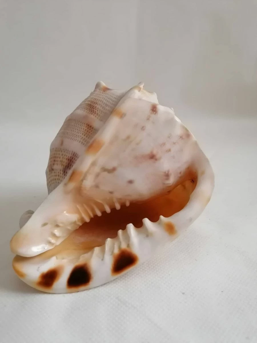 Vendora ΚΟΧΥΛΙΑ Natural Big Sea Shells Snail Wanbao Conch Helmet Shell 3 Vendora ΚΟΧΥΛΙΑ Natural Big Sea Shells Snail Wanbao Conch Helmet Shell