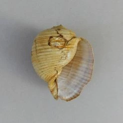 Vendora Θαλασσιο Σαλιγκαρι "Tonna Galea". -vendora shop 0208c23167bed4dd13f81ef3c651991533afab72 xl