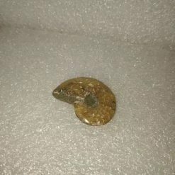 Vendora Απολιθωμα Πετρωμα Κοχυλι Μαδαγασκαρης -vendora shop 02ae5ccb069f51c8c90a849b53b50bf70c5f08c1 xl