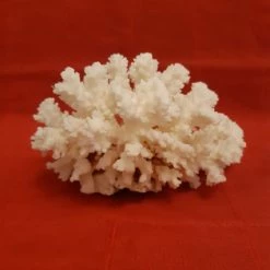 Vendora Φυσικός κοραλλιογενής ύφαλος.Διαστάσεις:17χ13 εκ