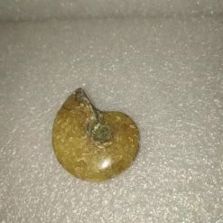 Vendora Απολιθωμα Πετρωμα Κοχυλι Μαδαγασκαρης -vendora shop 04b1183439d49ef1af0dfda0687eaee5449da46e xl