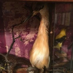 Vendora ΣΥΛΛΟΓΗ ΑΠΟ ΤΑΡΥΧΕΥΜΕΝΑ ΠΟΥΛΙΑ & ΜΙΚΡΟΖΩΑ 24 Vendora ΣΥΛΛΟΓΗ ΑΠΟ ΤΑΡΥΧΕΥΜΕΝΑ ΠΟΥΛΙΑ & ΜΙΚΡΟΖΩΑ -vendora shop 04b148394c934edf53335861c034831b7ab31278 xl