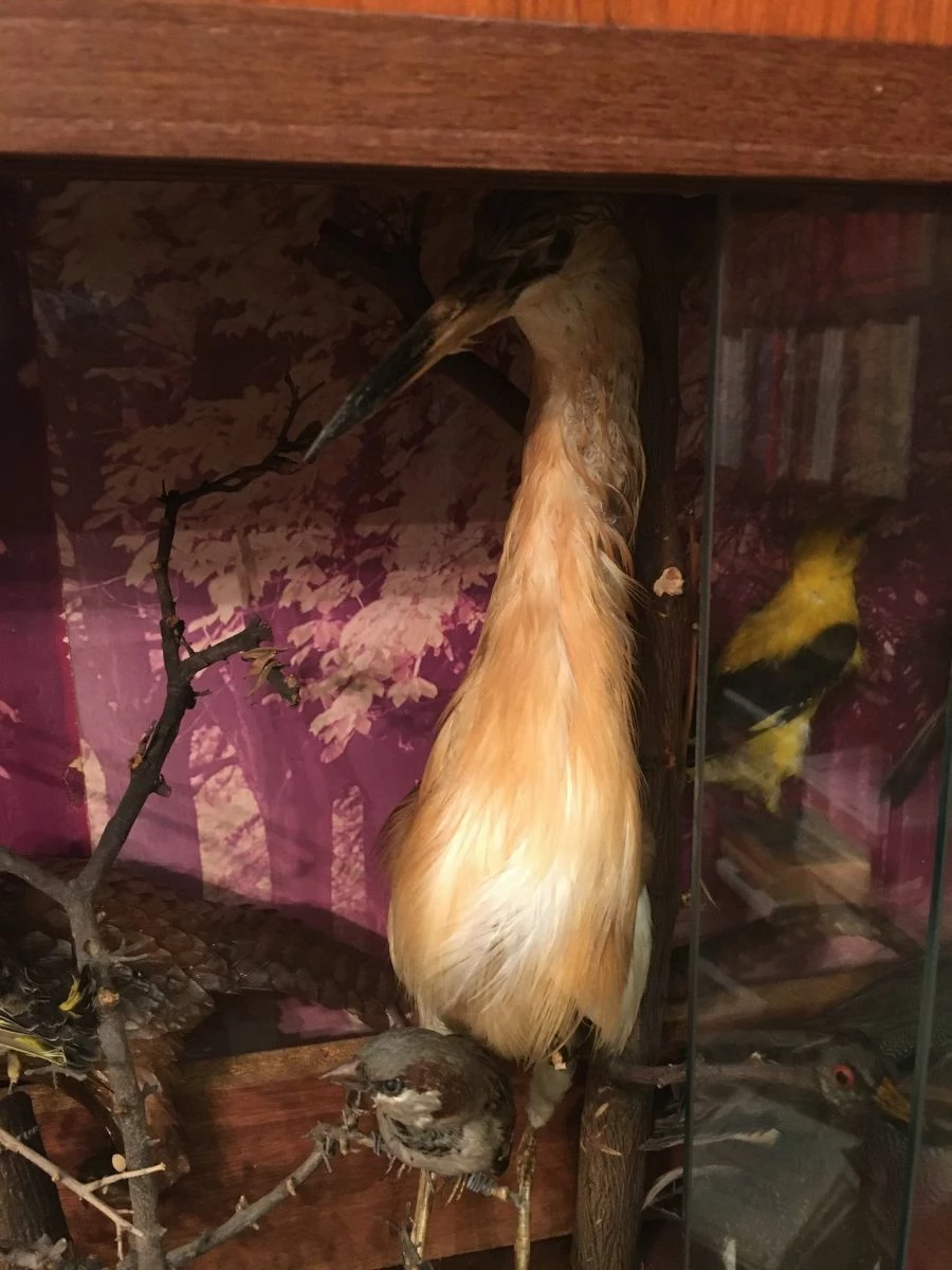 Vendora ΣΥΛΛΟΓΗ ΑΠΟ ΤΑΡΥΧΕΥΜΕΝΑ ΠΟΥΛΙΑ & ΜΙΚΡΟΖΩΑ 13 Vendora ΣΥΛΛΟΓΗ ΑΠΟ ΤΑΡΥΧΕΥΜΕΝΑ ΠΟΥΛΙΑ & ΜΙΚΡΟΖΩΑ - Image 11