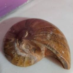 Vendora Απολιθωμα ΑΜΜΩΝΙΤΗΣ -vendora shop 05227d4f155b0e3ed8e804da3ee091b7cbd485b9 xl