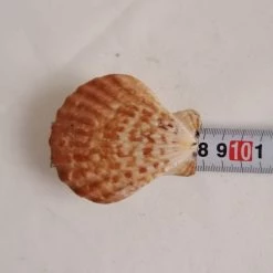 Vendora ΚΟΧΥΛΙΑ Natural Seashell Sealed Pink Shell 7,5cm -vendora shop 058a70231fdada42feeaccb74ea22e86cc5b15c3 xl