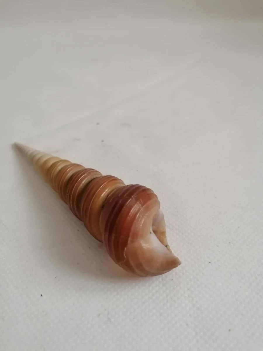 Vendora ΚΟΧΥΛΙΑ Natural Conch Shell Cony 13,5cm 5 Vendora ΚΟΧΥΛΙΑ Natural Conch Shell Cony 13,5cm - Image 3