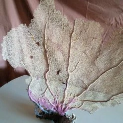 Vendora Φυσικό γνήσιο κοράλλι. 22 Vendora Φυσικό γνήσιο κοράλλι. -vendora shop 07070a76bed72457e4915ca833c3ecd9ba134b1b xl