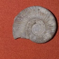 Vendora Απολιθωμένος ναυτιλος