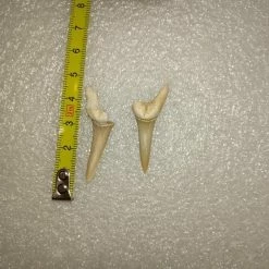 Vendora Φυσικα Δοντια Καρχαρια -vendora shop 0758655eb3cedc3c3e90869ca6bd93276a16276a xl