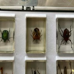 Vendora Deagostini Vintage Συλλογή Εντόμων -vendora shop 076b485c5e36c2d534767ddd4627b37823eaa750 xl