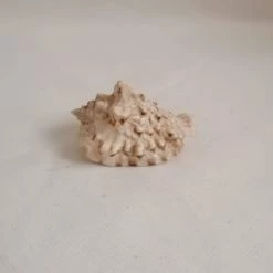 Vendora ΚΟΧΥΛΙΑ Natural Conch Shell Dragon Head Snail 8cm 9 Vendora ΚΟΧΥΛΙΑ Natural Conch Shell Dragon Head Snail 8cm -vendora shop 086313c38d9fb679ef8d4f9b3d529a7d167e316c xl