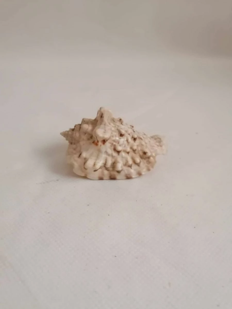 Vendora ΚΟΧΥΛΙΑ Natural Conch Shell Dragon Head Snail 8cm 5 Vendora ΚΟΧΥΛΙΑ Natural Conch Shell Dragon Head Snail 8cm - Image 3