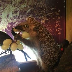 Vendora ΣΥΛΛΟΓΗ ΑΠΟ ΤΑΡΥΧΕΥΜΕΝΑ ΠΟΥΛΙΑ & ΜΙΚΡΟΖΩΑ 19 Vendora ΣΥΛΛΟΓΗ ΑΠΟ ΤΑΡΥΧΕΥΜΕΝΑ ΠΟΥΛΙΑ & ΜΙΚΡΟΖΩΑ -vendora shop 098032f199207a522bda9f9c9004ccf6e489e5a9 xl