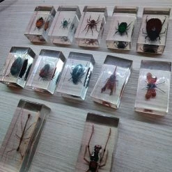 Vendora Συλλογή Σπάνιων ειδών εντόμων -vendora shop 09f3685abf2936c35eb300f368e330dfd2b61877 xl