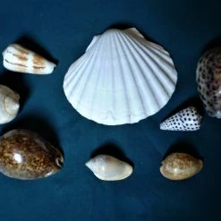 Vendora Σιαγόνα με δόντια καρχαρία σκελετός -vendora shop 0aa05c363743f54458885ac6765936161f66b6f7 xl