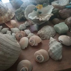 Vendora ΚΟΧΥΛΙΑ ΟΣΤΡΑΚΑ. ΠΕΤΡΩΜΑΤΑ η τιμή είναι για ολα 15 Vendora ΚΟΧΥΛΙΑ ΟΣΤΡΑΚΑ. ΠΕΤΡΩΜΑΤΑ η τιμή είναι για ολα -vendora shop 0bb1eb372efdfef1d793aaf21d6c0c8000d7d021 xl