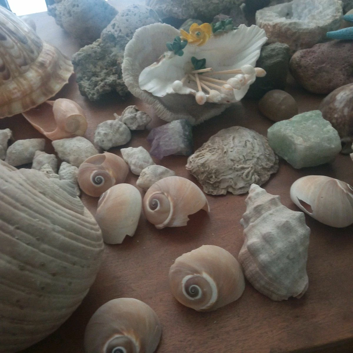 Vendora ΚΟΧΥΛΙΑ ΟΣΤΡΑΚΑ. ΠΕΤΡΩΜΑΤΑ η τιμή είναι για ολα 5 Vendora ΚΟΧΥΛΙΑ ΟΣΤΡΑΚΑ. ΠΕΤΡΩΜΑΤΑ η τιμή είναι για ολα - Image 3