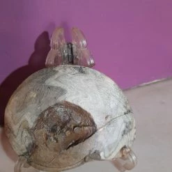 Vendora Απολιθωμα Αμμωνιτης Μαροκου -vendora shop 0c29808969a8b4c840c7a76afa9fc377c019385c xl