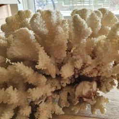 Vendora Μεγαλο φυσικο κοραλλι 5.1kg -vendora shop 0c84f3bb2e17cc36fbcf322e56700699179f46d9 xl