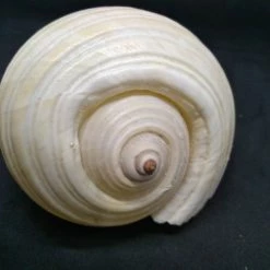 Vendora Όστρακο