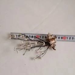 Vendora ΚΟΧΥΛΙΑ Handmade Creation Decor Of Natural Sea Shells Aprox 17cm 11 Vendora ΚΟΧΥΛΙΑ Handmade Creation Decor Of Natural Sea Shells Aprox 17cm -vendora shop 0e6da994ff478d7f5d7a494ce845fd8ef5520341 xl