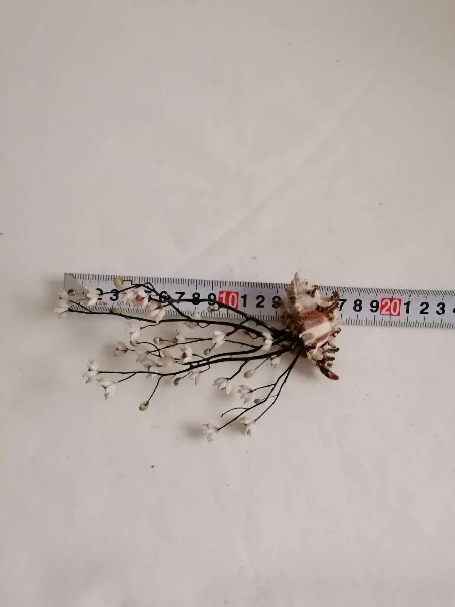 Vendora ΚΟΧΥΛΙΑ Handmade Creation Decor Of Natural Sea Shells Aprox 17cm 7 Vendora ΚΟΧΥΛΙΑ Handmade Creation Decor Of Natural Sea Shells Aprox 17cm - Image 5