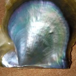 Vendora Φανταχτερά στρείδια -vendora shop 0e7249c47deec1fc58a92557675b4a50d2d87f37 xl