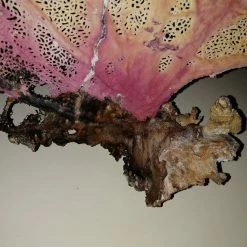 Vendora Φυσικό γνήσιο κοράλλι. 23 Vendora Φυσικό γνήσιο κοράλλι. -vendora shop 0fbbe998912fdc7777b3d0292c5c110de8aa7d4e xl