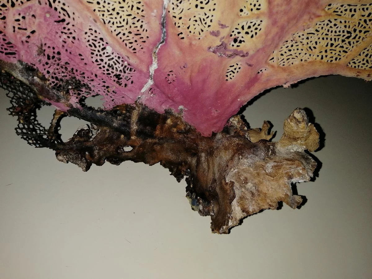 Vendora Φυσικό γνήσιο κοράλλι. 12 Vendora Φυσικό γνήσιο κοράλλι. - Image 10