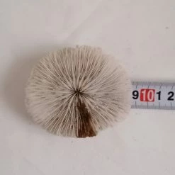 Vendora ΚΟΧΥΛΙΑ White Natural Mushroom Coral Round 8,5cm -vendora shop 104c90f9fce1ca6a2d170d7b422f570d43ac2424 xl