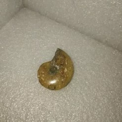 Vendora Απολιθωμα Πετρωμα Κοχυλι Μαδαγασκαρης -vendora shop 1136de69f4dd32476410df78bf482b34fc094cfc xl