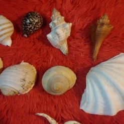 Vendora ΔΙΑΦΟΡΑ ΚΟΧΥΛΙΑ ΓΙΑ ΔΙΑΚΟΣΜΗΣΗ -vendora shop 1140a3b85a47d66451efbc41fb29efc2742adb6d xl