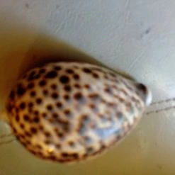 Vendora 12 Κοχύλια της 10ετίας του 1970 -vendora shop 117151142b547a8196b328c7d1a5ac3befb53062 xl