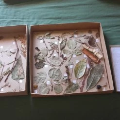 Vendora Φυτοπαθολόγιο