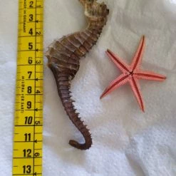 Vendora Ιππόκαμπος & αστέρι Sea Horse