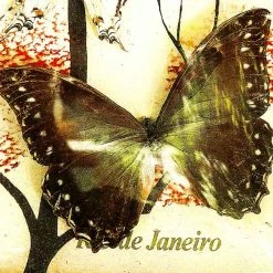 Vendora Συλλογη Πεταλουδες Βαλσαμωμενες σε καδρο του 1973 -vendora shop 19cb82bd376fa623c6c92006932695ae185eb62d xl