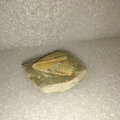 Vendora Φυσικο Απολιθωμα Ασπονδυλο Τριλοβιτης -vendora shop 1a508d9696f3dba43b96ffa49c3c42b6d138951b xl