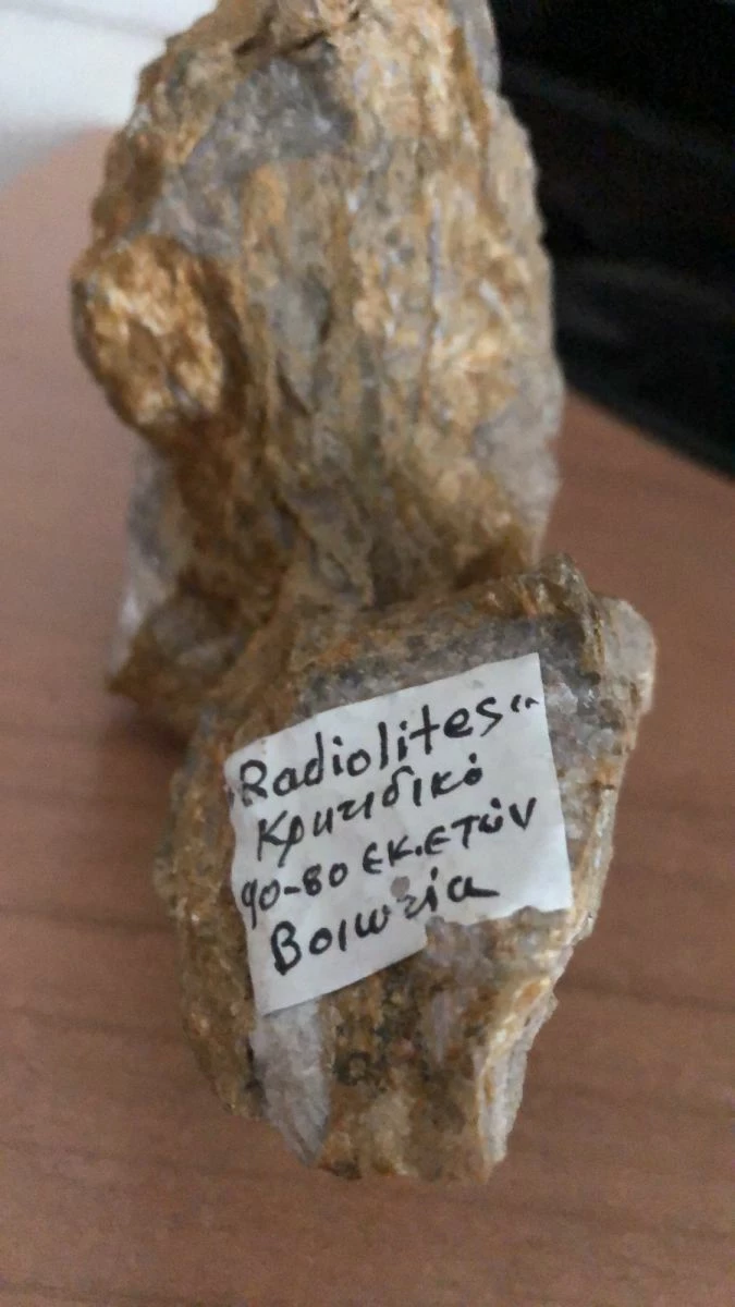 Vendora Radiolitis 3 Vendora Radiolitis