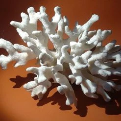 Vendora Φυσικό κοράλλι λευκό 970gr -vendora shop 1bc3e2a8d061d97374e7e7da35484c850a587471 xl