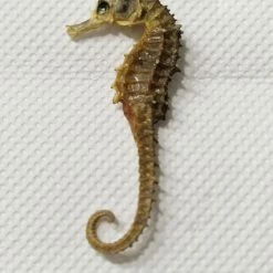 Vendora ιπποκαμπος αληθινός αποξηραμένος