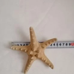 Vendora ΚΟΧΥΛΙΑ Big Natural Thorny Starfish, Sea Ocean Water Marine Ornamental Bathroom Shell 9 Vendora ΚΟΧΥΛΙΑ Big Natural Thorny Starfish, Sea Ocean Water Marine Ornamental Bathroom Shell -vendora shop 1e28611be3a5d62e7bb7a80e89a03062dbd2bac0 xl