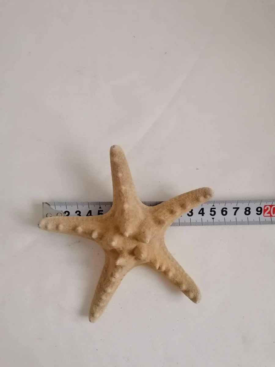 Vendora ΚΟΧΥΛΙΑ Big Natural Thorny Starfish, Sea Ocean Water Marine Ornamental Bathroom Shell 6 Vendora ΚΟΧΥΛΙΑ Big Natural Thorny Starfish, Sea Ocean Water Marine Ornamental Bathroom Shell - Image 4