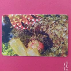 Vendora Παζλ - Lionfish 10/8 03/2010 -vendora shop 1e65d44442ae74aeb3ba746ee30dbc6ad3d33659 xl