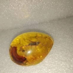 Vendora Σκορπιος Μεσα σε Απομιμηση Κεχριμπαριου -vendora shop 1e7353cbdc13264e586d9705ef9168cba0a18b19 xl