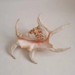 Vendora ΚΟΧΥΛΙΑ Natural Large Conch Shells 24 Cm Natural Water Conch Shells Hexagonal -vendora shop 1e7ade9c6fa4d909437ee0320721012fb3ddc92c xl