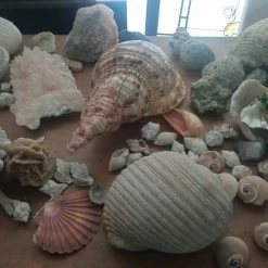 Vendora ΚΟΧΥΛΙΑ ΟΣΤΡΑΚΑ. ΠΕΤΡΩΜΑΤΑ η τιμή είναι για ολα 21 Vendora ΚΟΧΥΛΙΑ ΟΣΤΡΑΚΑ. ΠΕΤΡΩΜΑΤΑ η τιμή είναι για ολα -vendora shop 1ee55eb600f873f984cd2808335e991ee3de548e xl