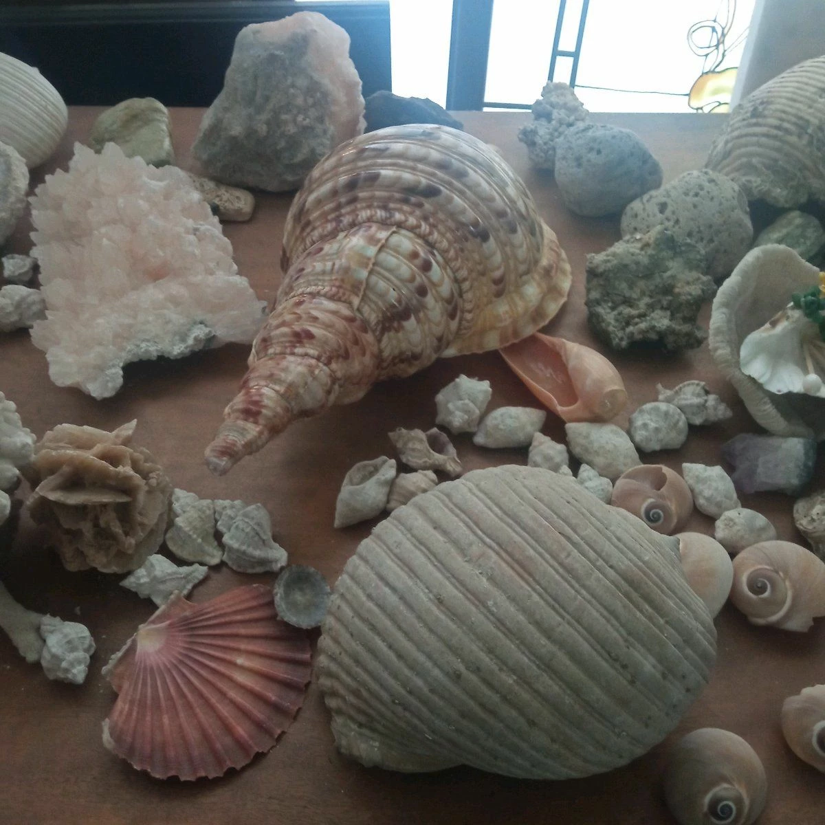 Vendora ΚΟΧΥΛΙΑ ΟΣΤΡΑΚΑ. ΠΕΤΡΩΜΑΤΑ η τιμή είναι για ολα 11 Vendora ΚΟΧΥΛΙΑ ΟΣΤΡΑΚΑ. ΠΕΤΡΩΜΑΤΑ η τιμή είναι για ολα - Image 9